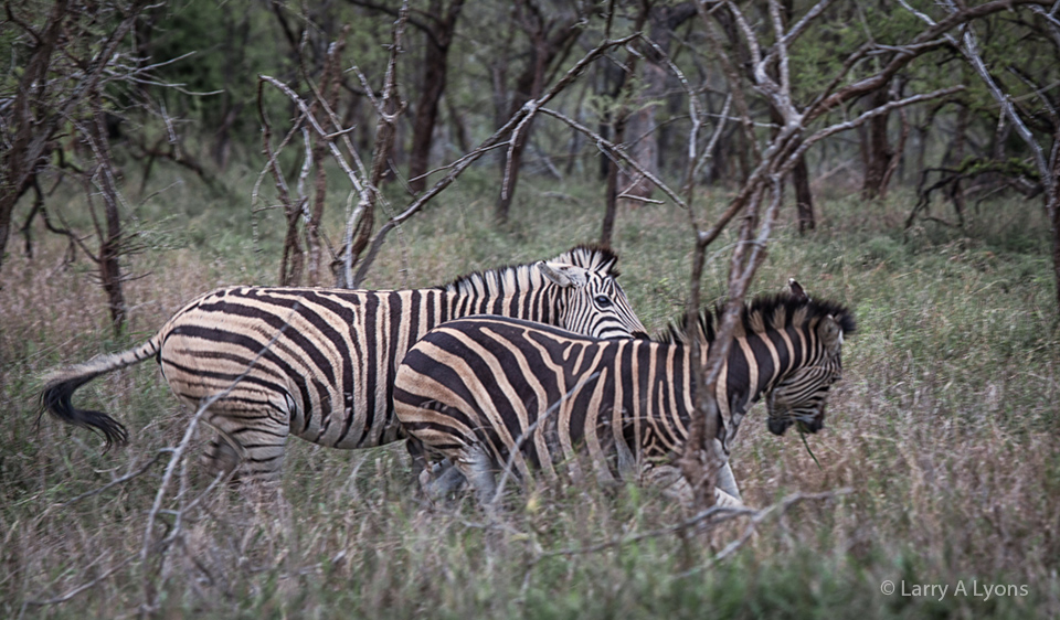'Stallion Dispute' © Larry A Lyons