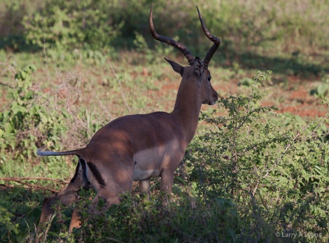 'Alarmed' © Larry A Lyons