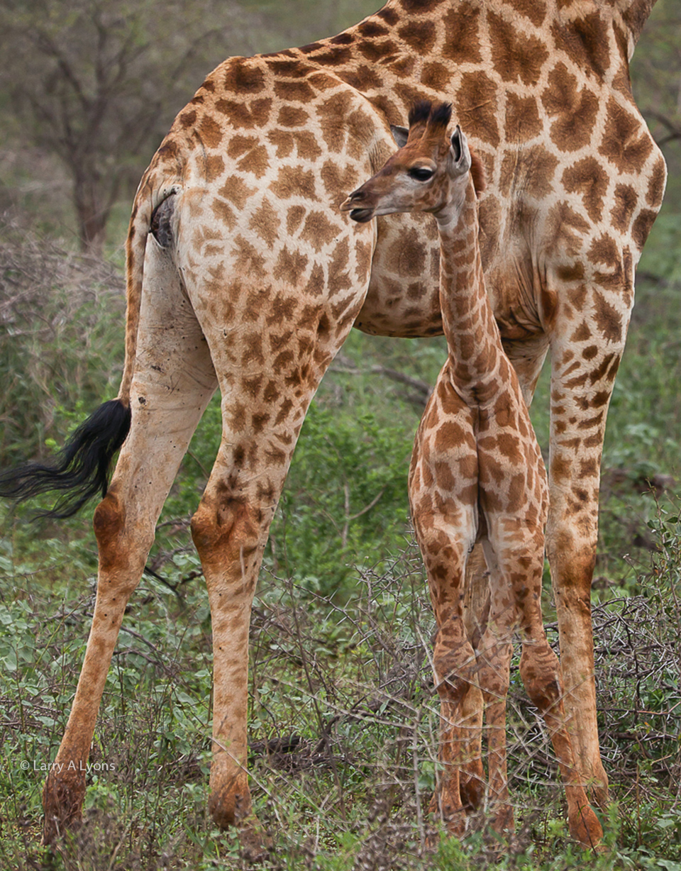 'Staying Close to Mother' © Larry A Lyons