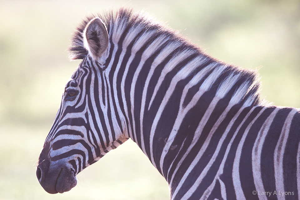 'Badge of Courage' © Larry A Lyons