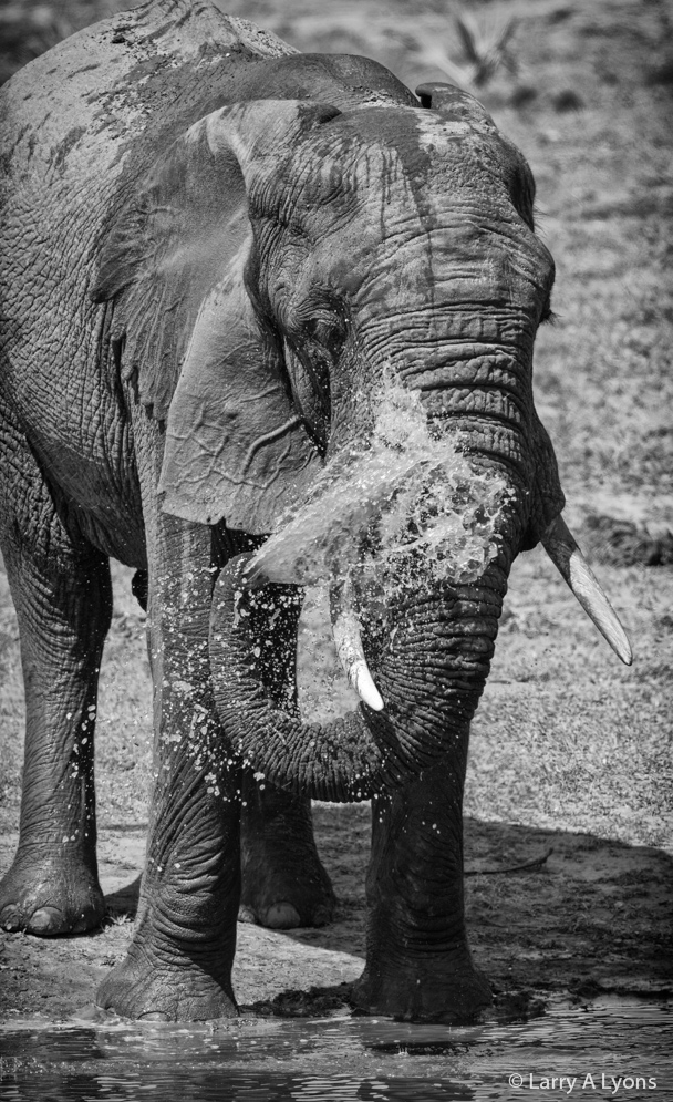 'Bath Time' © Larry A Lyons