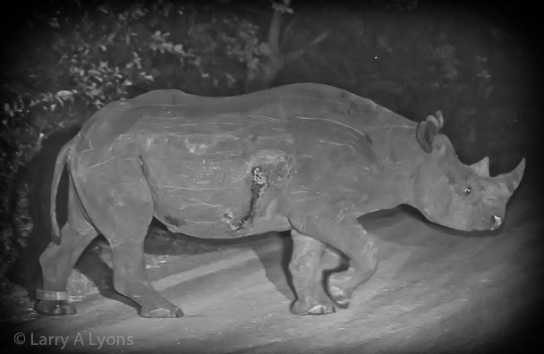'Black Rhino' © Larry A Lyons