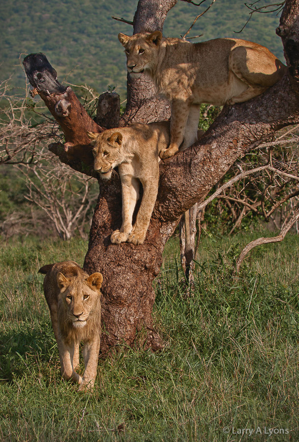 'Born Free" © Larry A Lyons