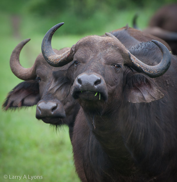 'Buffalo Beauties' © Larry A Lyons