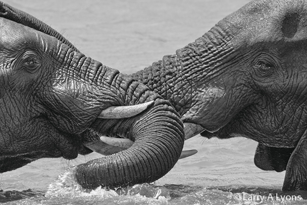 'Dueling Elephants' © Larry A Lyons