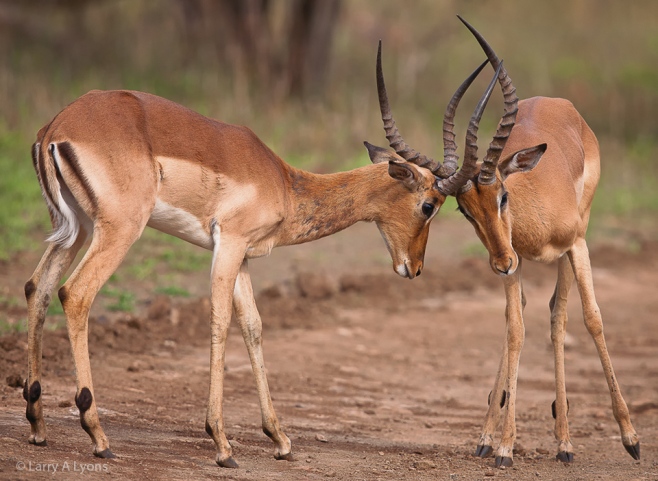 'Dueling Impalas' © Larry A Lyons