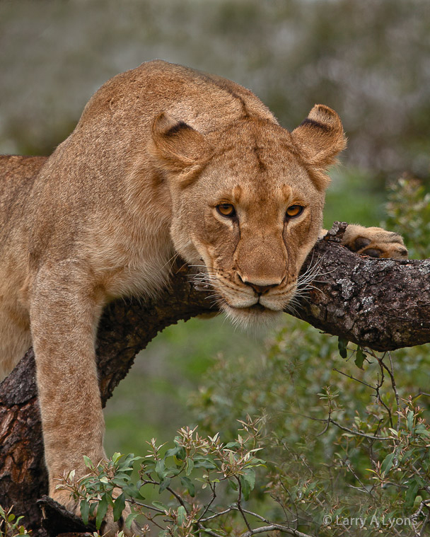 'Eyeing You" © Larry A Lyons