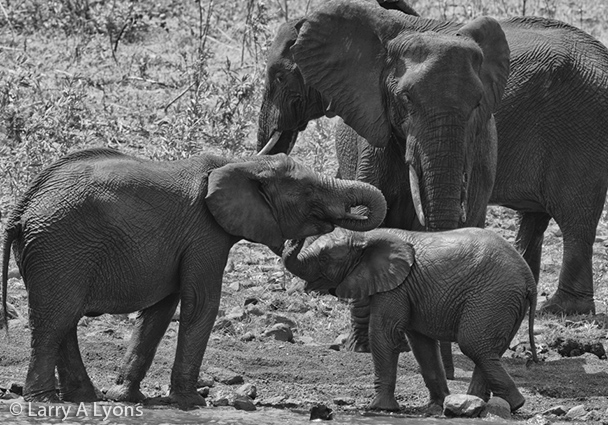 'Family Portrait II'  © Larry A Lyons