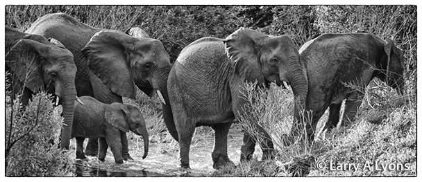 'Family Portrait III'  © Larry A Lyons