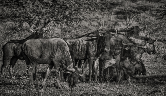 'Small Wildebeest Herd' © Larry A Lyons