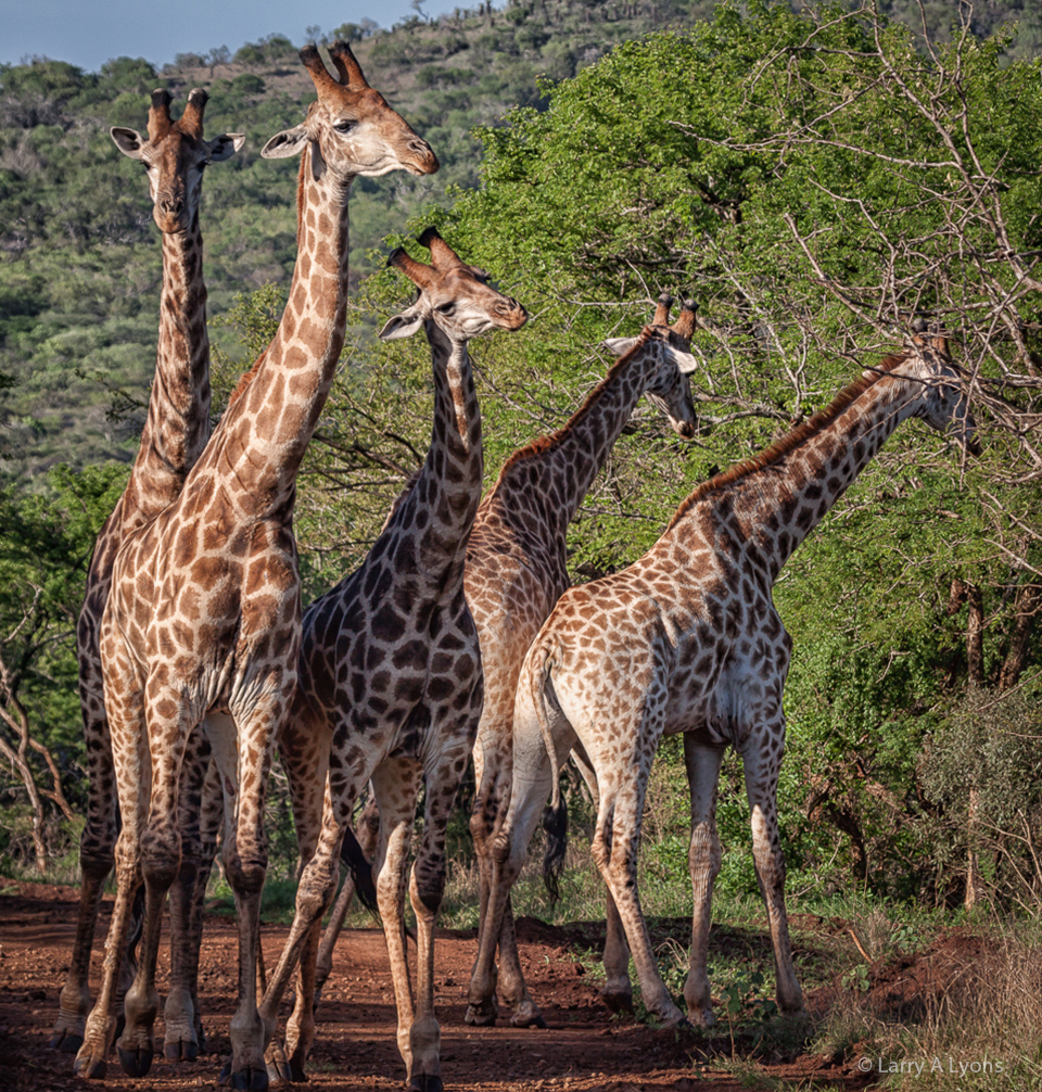 'Fantasia I' @ Larry A Lyons