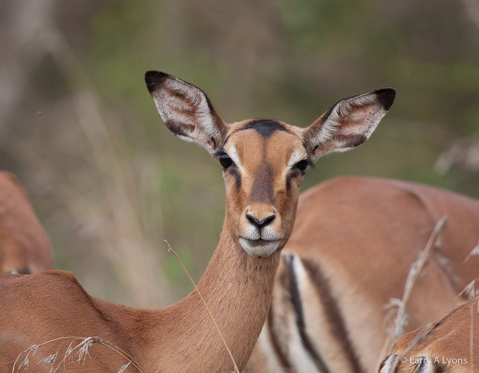 'Female Impala' © Larry A Lyons