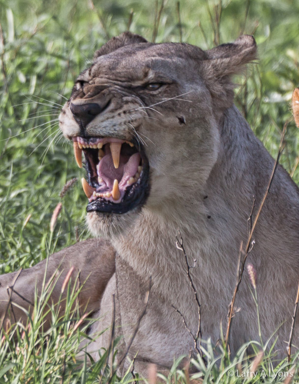 'Ferocious' © Larry A Lyons