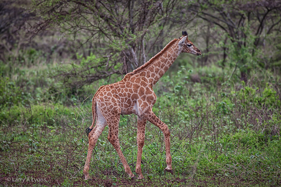 'Frolicking Youth' © Larry A Lyons