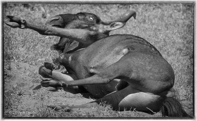 'Got An Itch' © Larry A Lyons