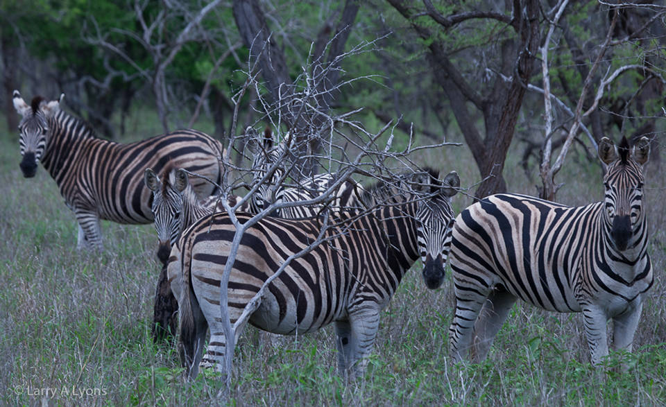 'Harem' © Larry A Lyons