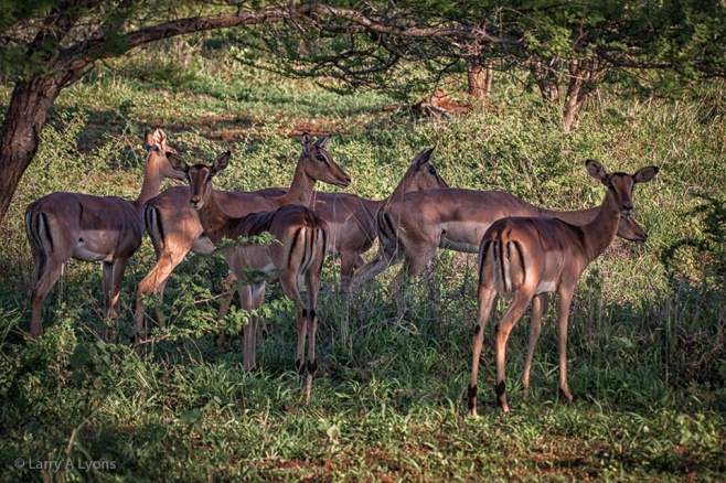 'Herd of Female Impalas' © Larry A Lyons