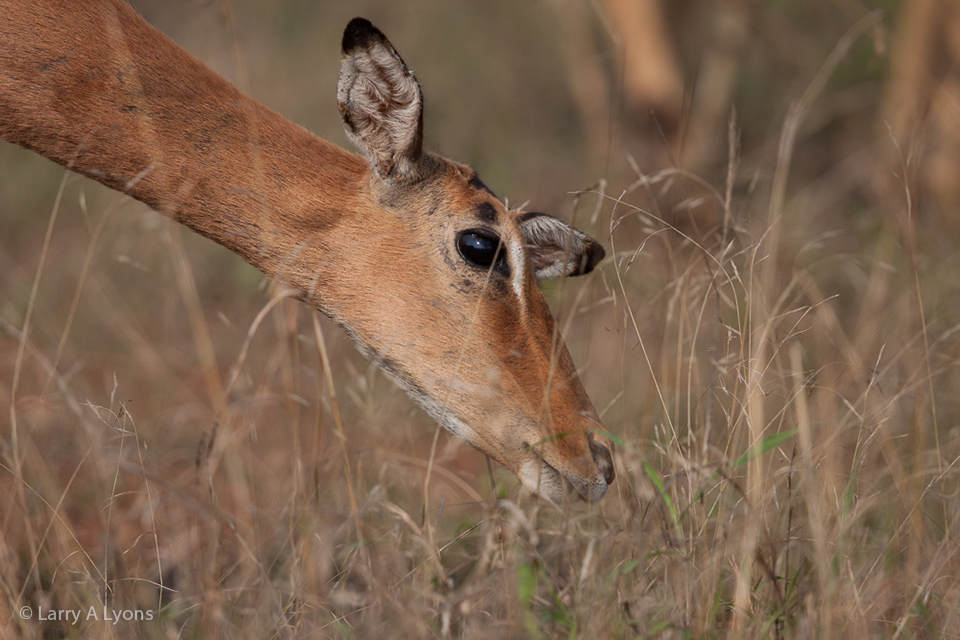 'Impala Grazing' © Larry A Lyons