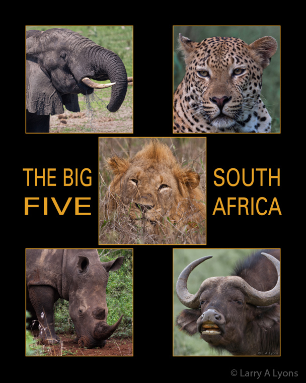The Big Five of South Africa  © Larry A Lyons