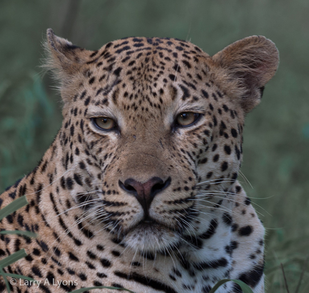 'Leopard Portrait I' © Larry A Lyons