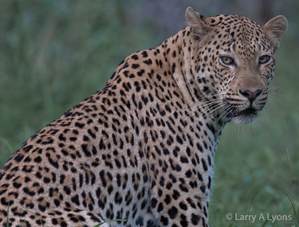 'Leopard Posing' © Larry A Lyons