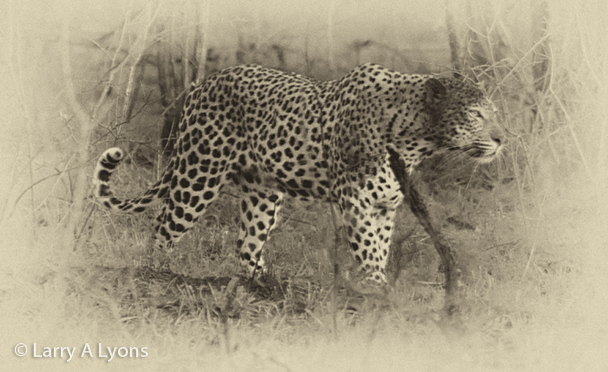 'Leopard Prowling' © Larry A Lyons
