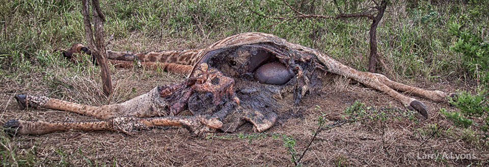 'A Lion Feast' © Larry A Lyons
