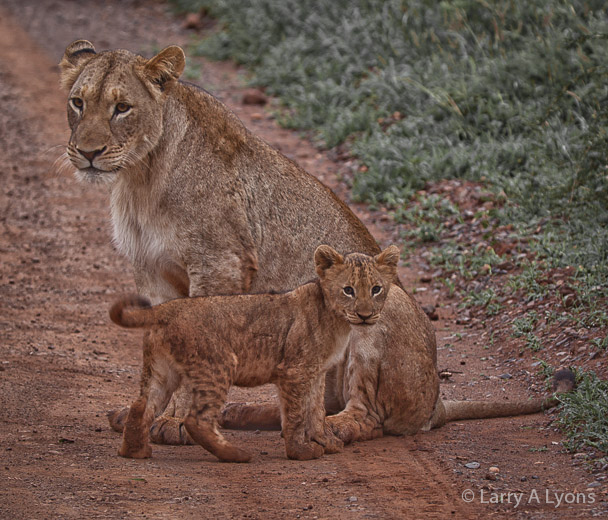 'Mother and Cub' © Larry A Lyons