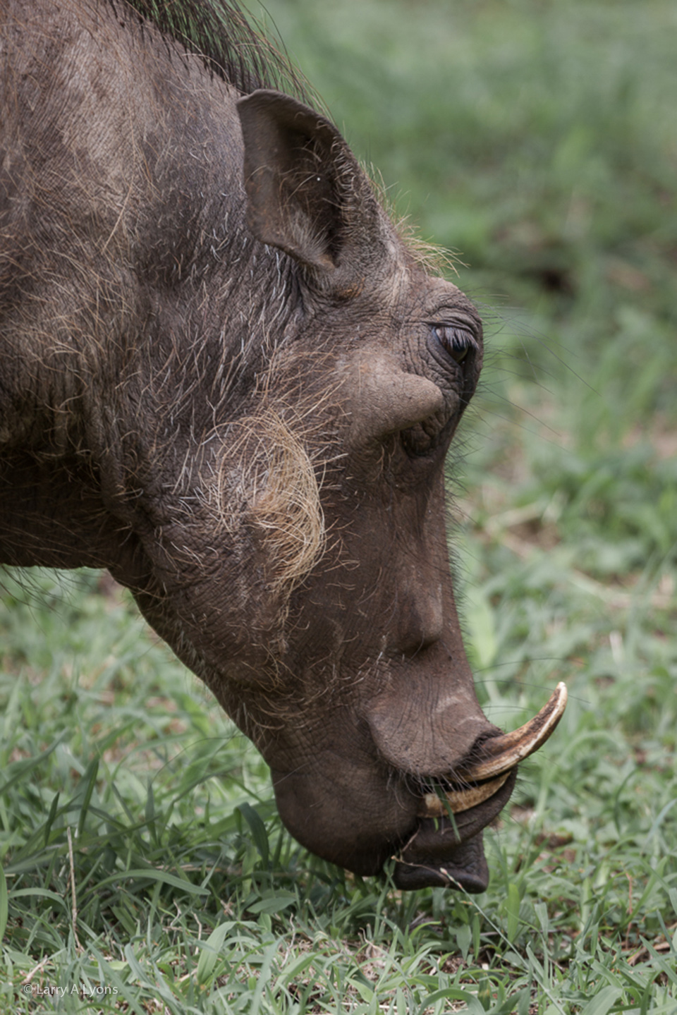 'My Better Side' © Larry A Lyons