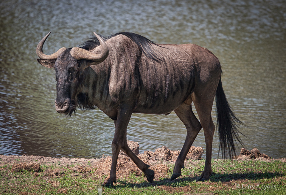 'Drink Time' © Larry A Lyons