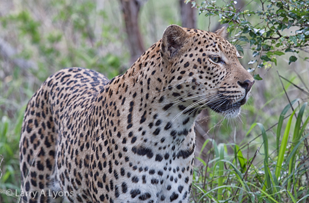 'Pensive Leopard' © Larry A Lyons