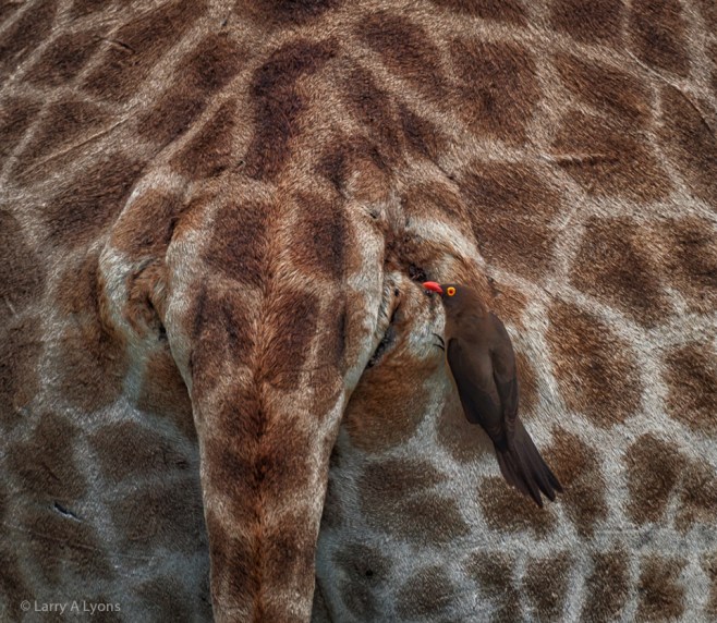 'Personal Tick Remover' © Larry A Lyons