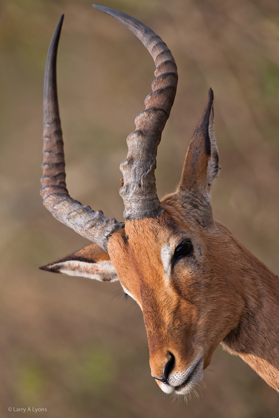 'Proud Impala' © Larry A Lyons