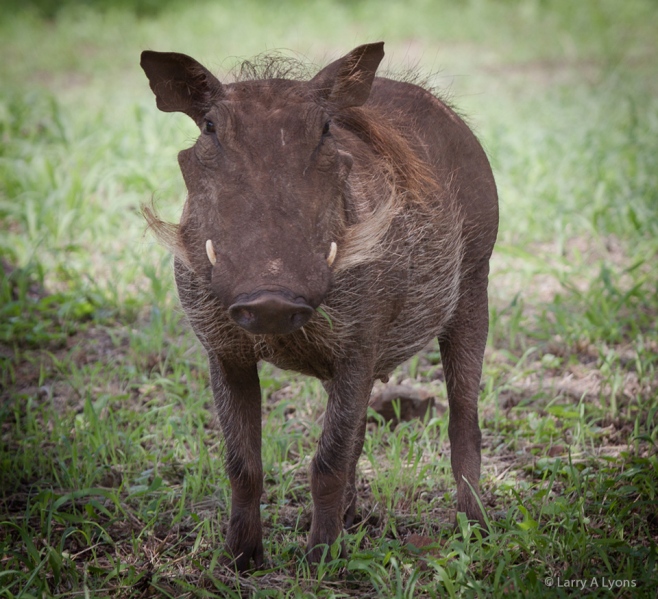 'Proud To Be A Warthog' © Larry A Lyons