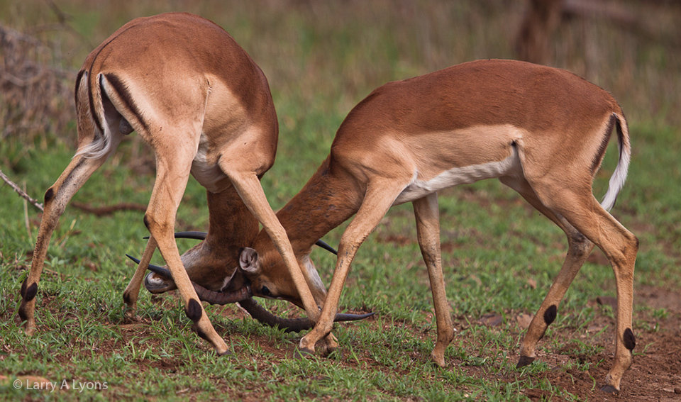 'Rams Dueling' © Larry A Lyons