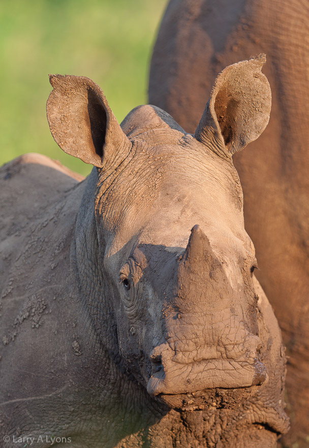 'Rhino Calf Close-up' © Larry A Lyons