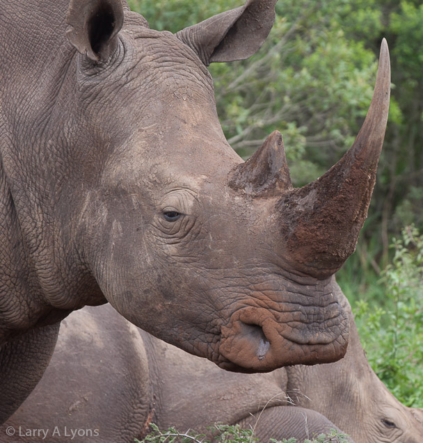 'Rhino Horn' © Larry A Lyons