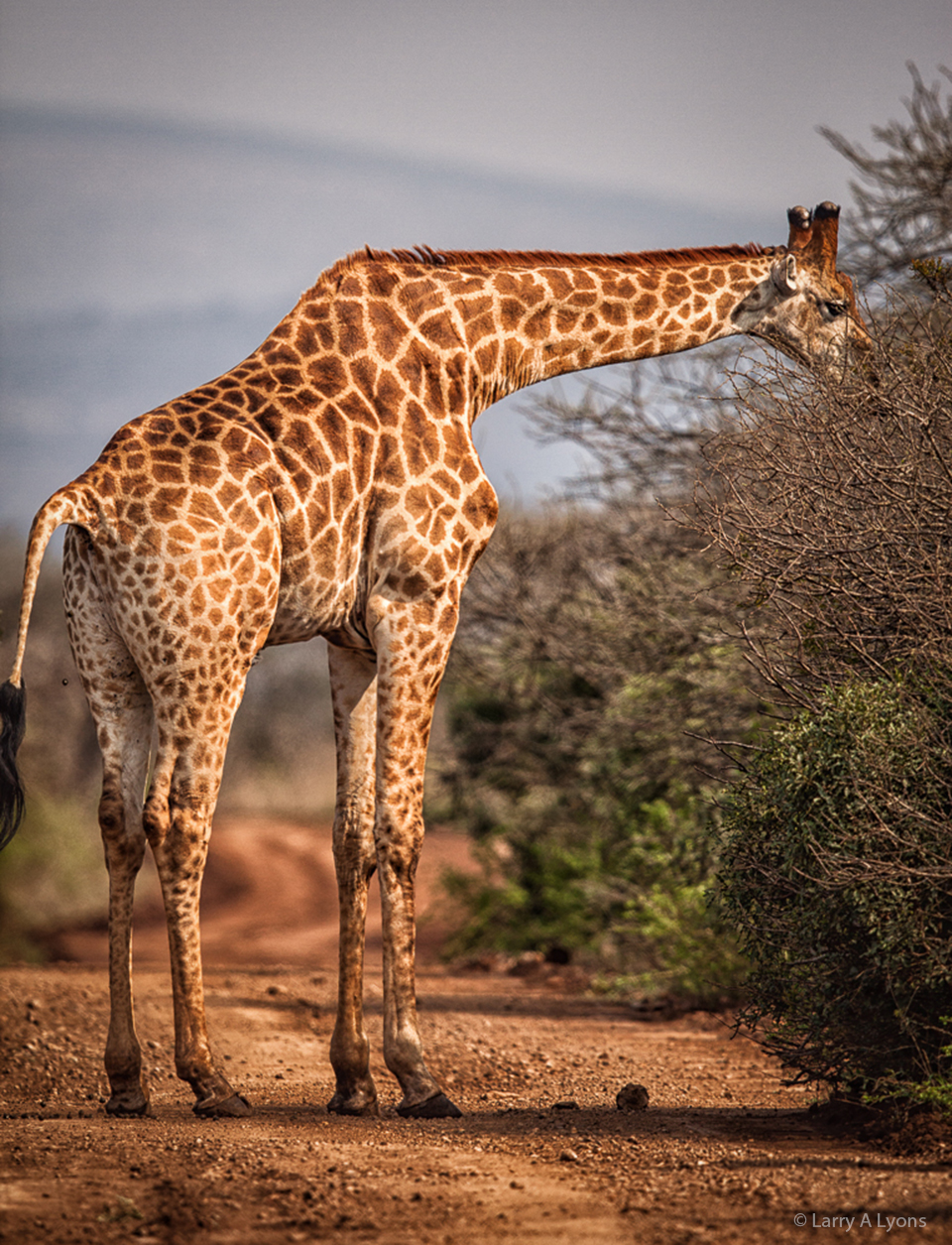 'Right of Way' © Larry A Lyons