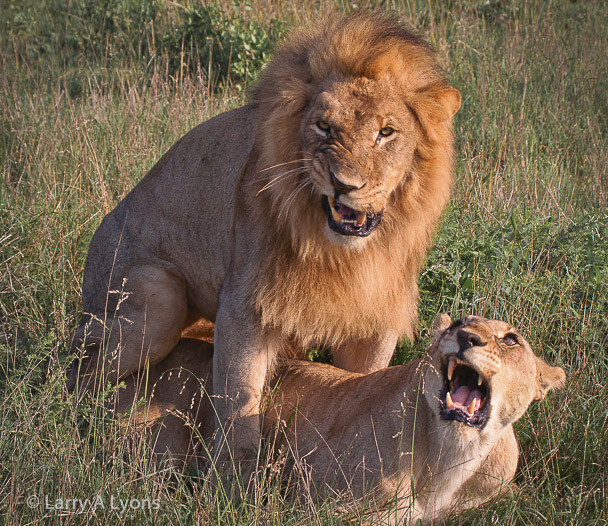 'Savannah Love' © Larry A Lyons