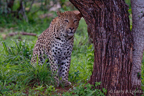 'Seated Leopard' © Larry A Lyons