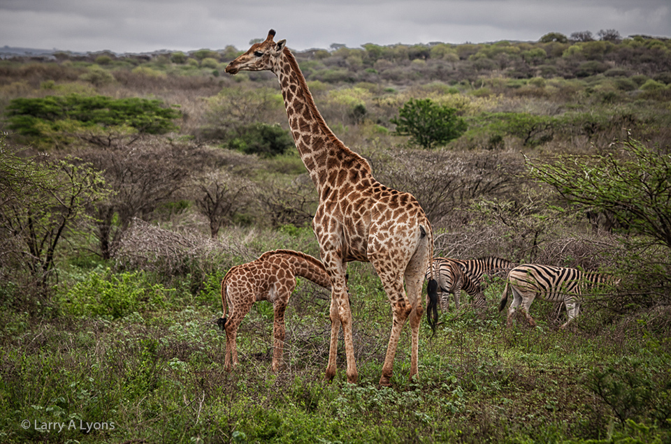 'Size Matters' © Larry A Lyons