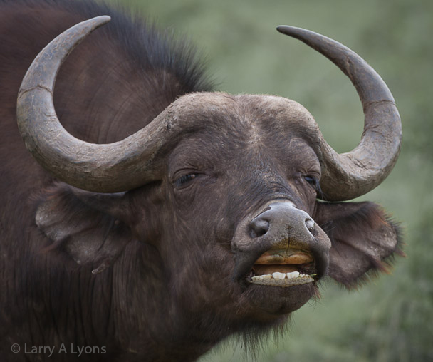 'Smiley' © Larry A Lyons