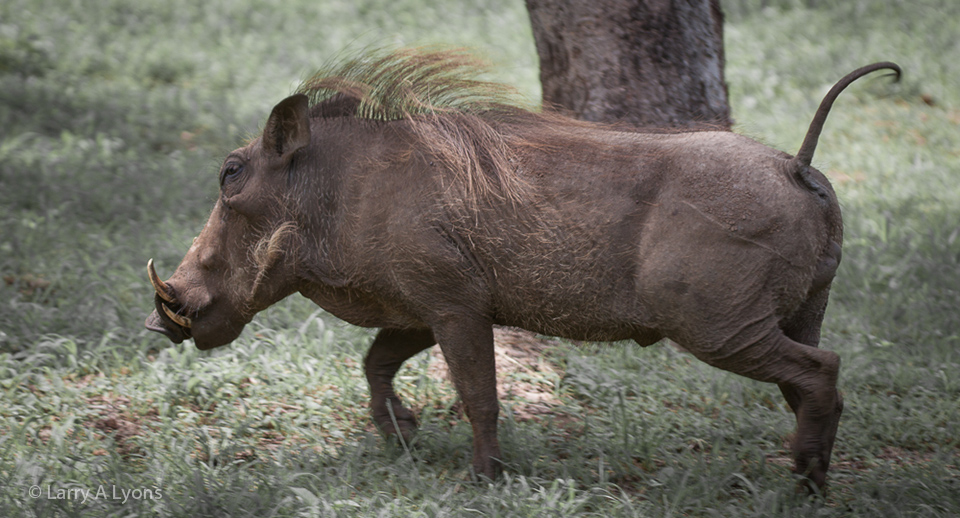 'Sprinting' © Larry A Lyons