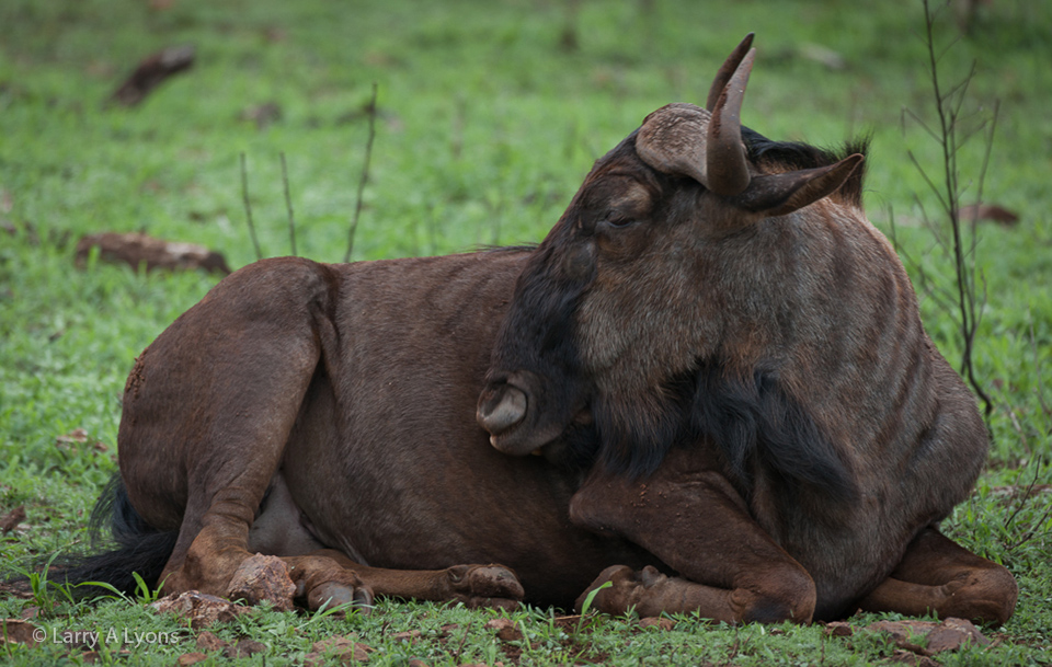 'Taking A Break' © Larry A Lyons