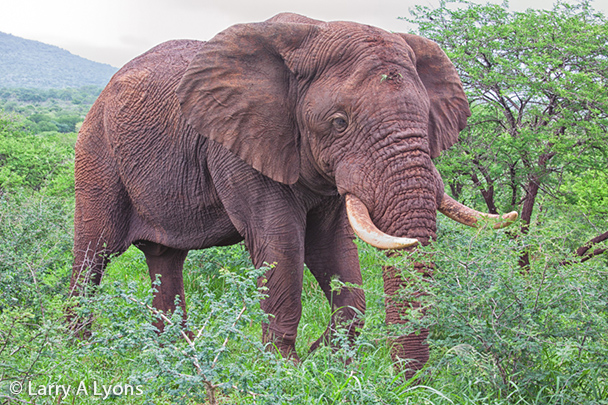 'The Big One'  © Larry A Lyons