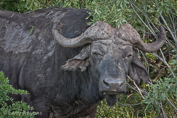 'The Elder' © Larry A Lyons