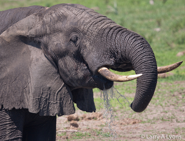 'Thirsty'  © Larry A Lyons