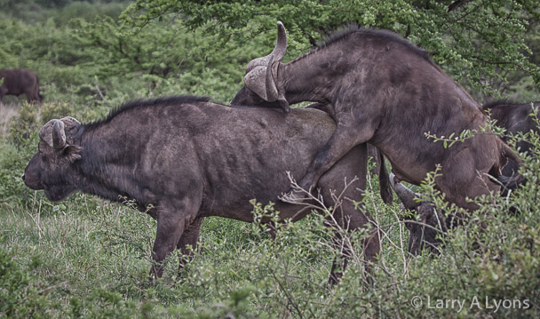 'Time to Mate' © Larry A Lyons