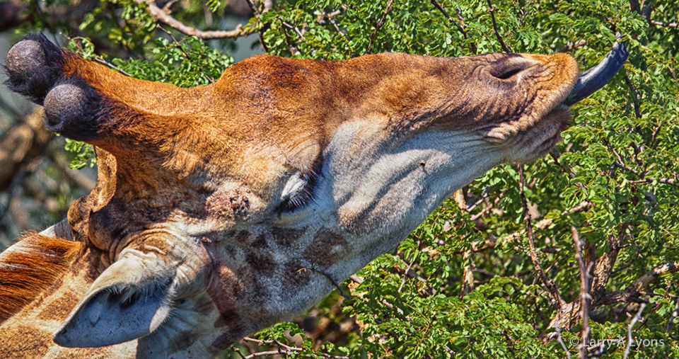 'Tongue Envy' © Larry A Lyons