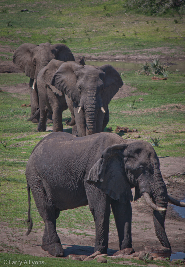 'Wait For Me' © Larry A Lyons
